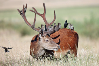 Картинка животные разные вместе птицы рога олень трава