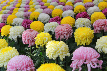 Картинка цветы хризантемы шары