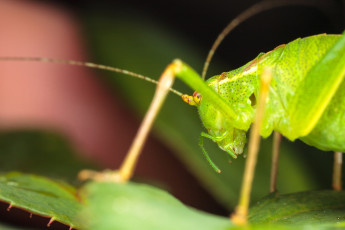 Картинка животные кузнечики саранча макро