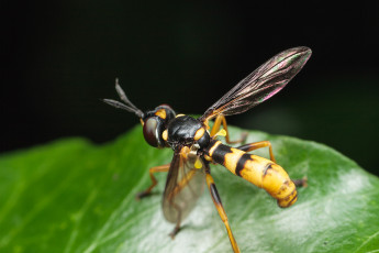 Картинка животные насекомые макро