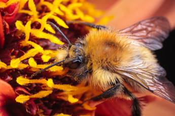 Картинка животные насекомые макро