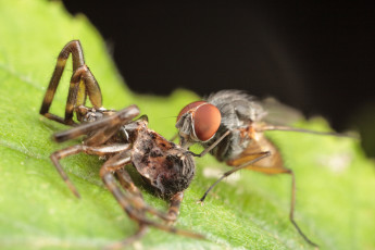 Картинка животные насекомые макро