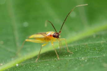 Картинка животные насекомые макро