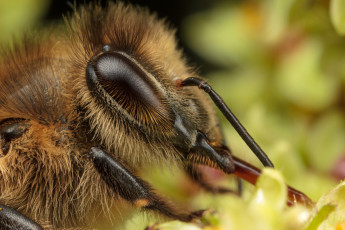 Картинка животные пчелы осы шмели макро