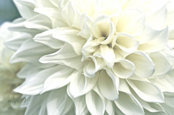 Картинка цветы георгины макро