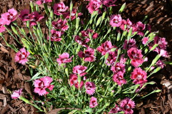 Картинка цветы гвоздики розовый