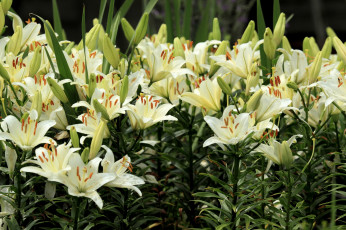 Картинка цветы лилии лилейники много