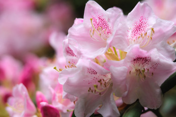 Картинка цветы рододендроны азалии нежность макро