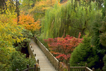 Картинка природа дороги мостик заросли лес осень