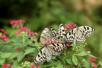 Картинка животные бабочки крылья