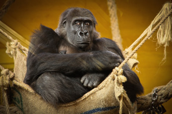 Картинка животные обезьяны горилла