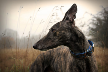 Картинка животные собаки гончая голова ошейник