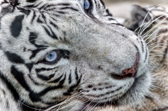 Картинка животные тигры портрет