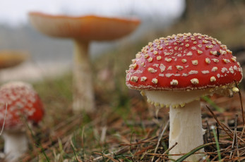 Картинка природа грибы мухомор мухоморы лес