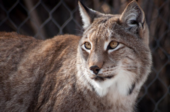 Картинка животные рыси портрет дикая кошка