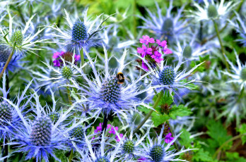 обоя цветы, Чертополох, репейник, колючки
