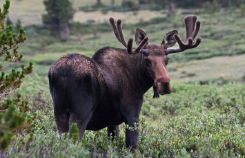 Картинка животные лоси лось кустарник рога