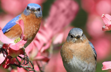 Картинка животные птицы ветка цветки