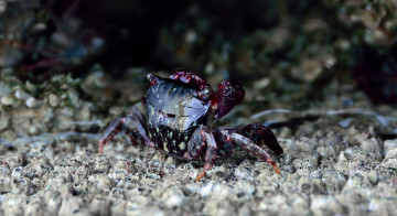 Картинка животные крабы раки море краб камни дно