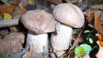 Картинка природа грибы