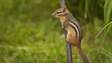 Картинка животные бурундуки зверек ветка