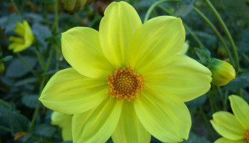 Картинка цветы георгины