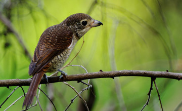 Картинка животные птицы клест птичка векка