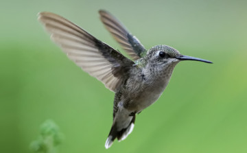 Картинка животные колибри полет