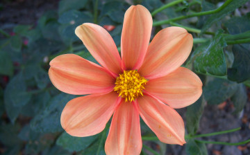 Картинка цветы георгины