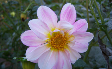 Картинка цветы георгины