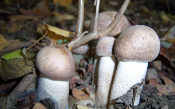 Картинка природа грибы