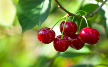 Картинка природа Ягоды вишни