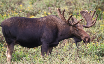 Картинка животные лоси кустарник рога лось