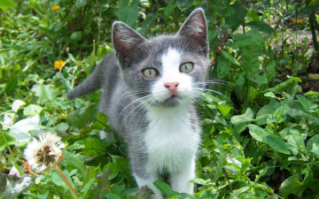 Картинка животные коты серенький