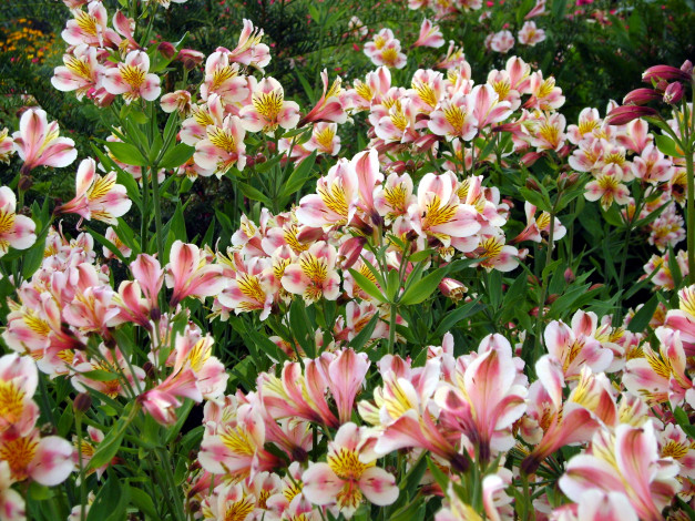 Обои картинки фото цветы, альстромерия