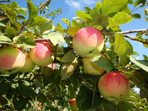 Обои картинки фото природа, плоды, яблоки