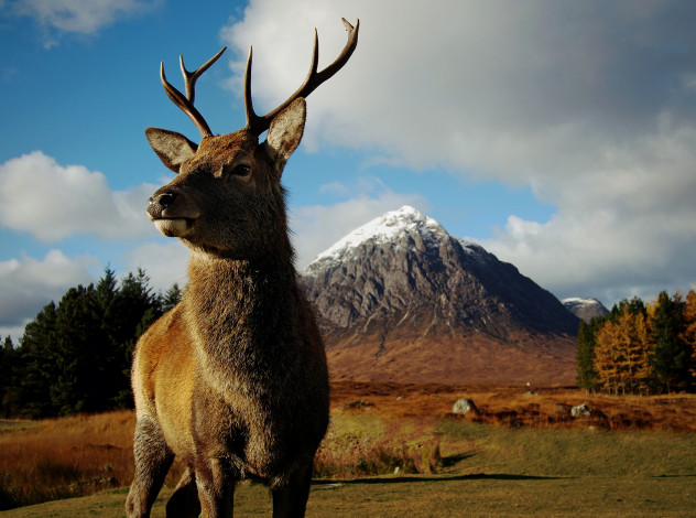 Обои картинки фото животные, олени, горы, олень, рога, луг, трава, лес