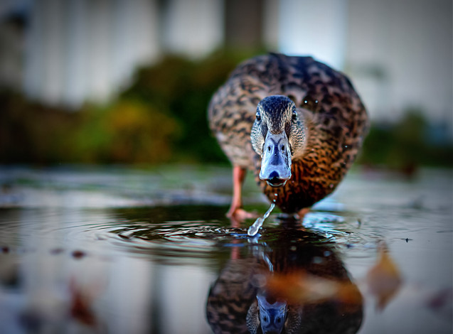 Обои картинки фото животные, утки, вода, утка, отражение