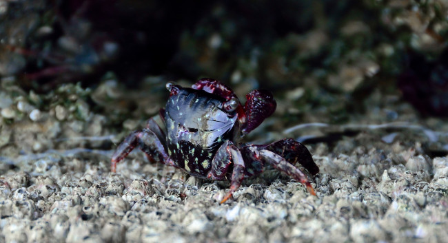 Обои картинки фото животные, крабы, раки, море, краб, камни, дно