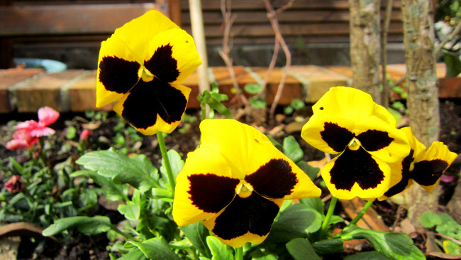 Обои картинки фото цветы, анютины, глазки, садовые, фиалки, макро