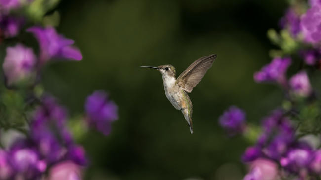 Обои картинки фото животные, колибри