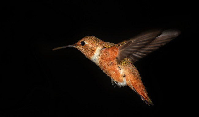 Обои картинки фото животные, колибри