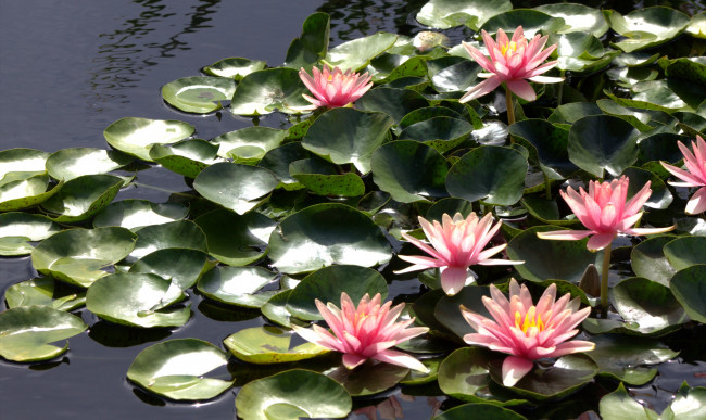 Обои картинки фото цветы, лилии, водяные, нимфеи, кувшинки, розовый