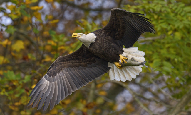 Обои картинки фото животные, птицы, хищники, крылья, размах, полет, белоголовый, орлан, рыба, добыча