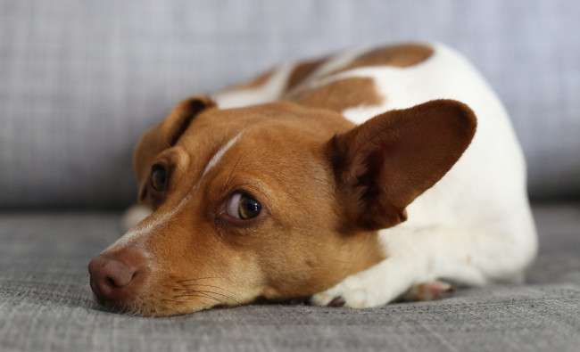 Обои картинки фото животные, собаки, взгляд, собачка