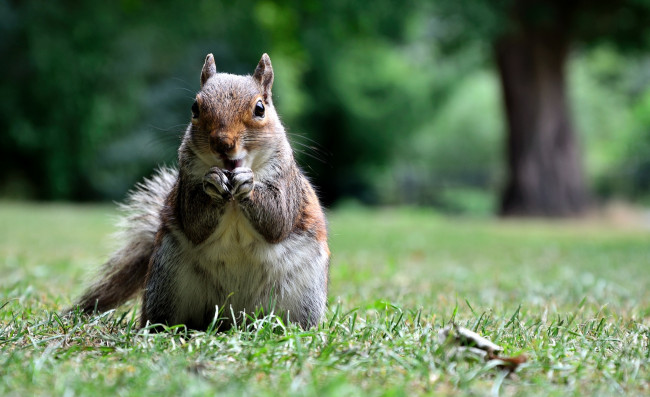 Обои картинки фото животные, белки, орех, белка, трава, поляна