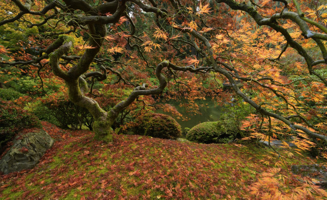 Обои картинки фото природа, деревья, дерево, лес, озеро