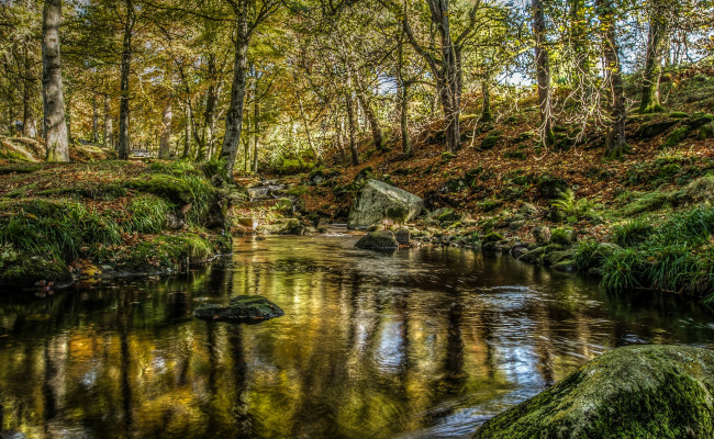 Обои картинки фото природа, реки, озера, река, лес