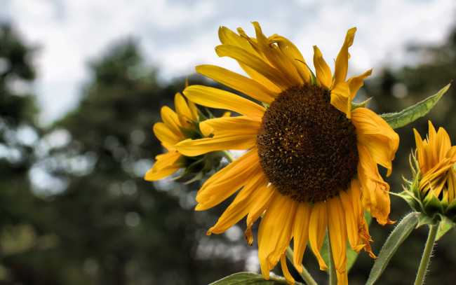 Обои картинки фото цветы, подсолнухи, подсолнух, стебель, корзинка