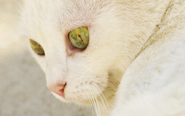 Обои картинки фото животные, коты, глаза